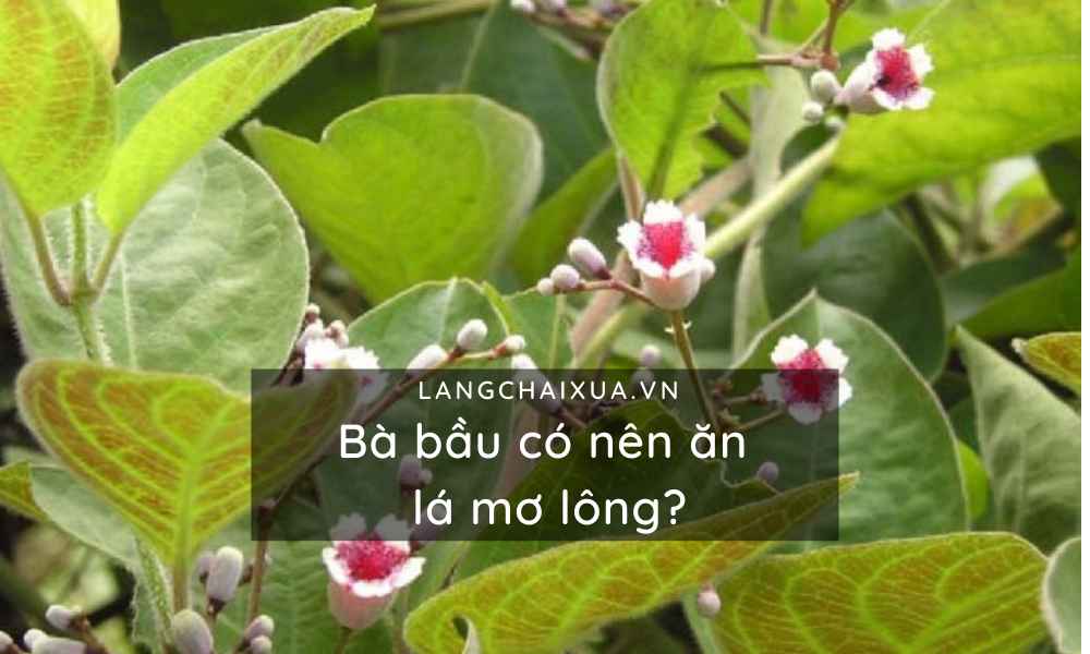 ba bau co nen an la mo long khong cong dung cua la mo voi me bau 5