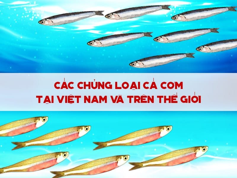 cac chung loai ca com tai viet nam va tren the gioi 4