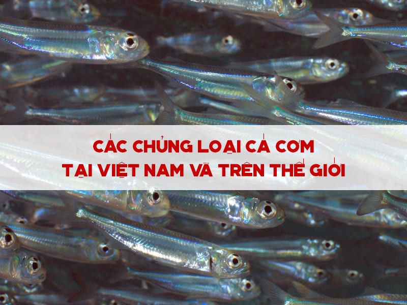 cac chung loai ca com tai viet nam va tren the gioi 6